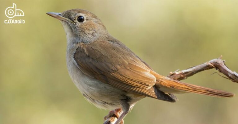 بلبل - نکات ضروری مربوط به نگهداری بلبل - نگهداری بلبل در خانه | دانه مارکت