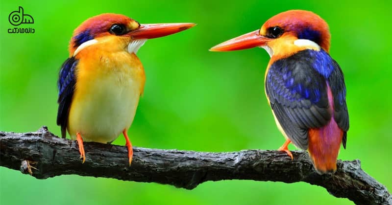 تفاوت پرنده زینتی و پرنده خانگی