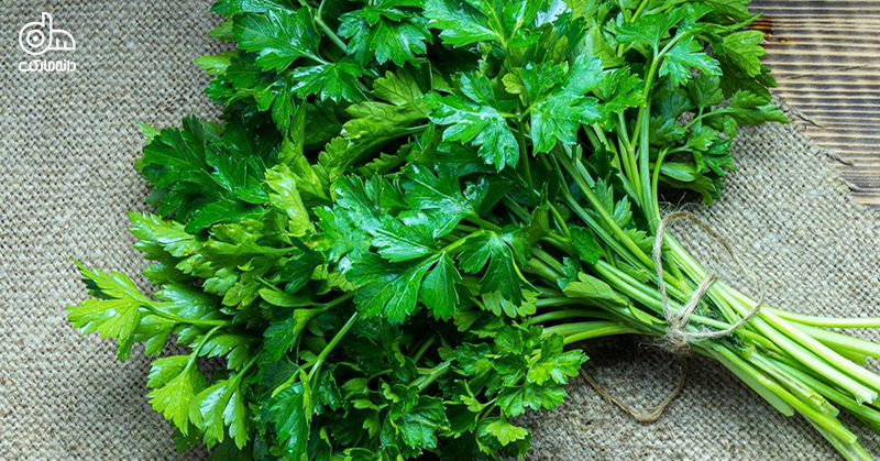 سبزیجات برای تغذیه طوطی‌