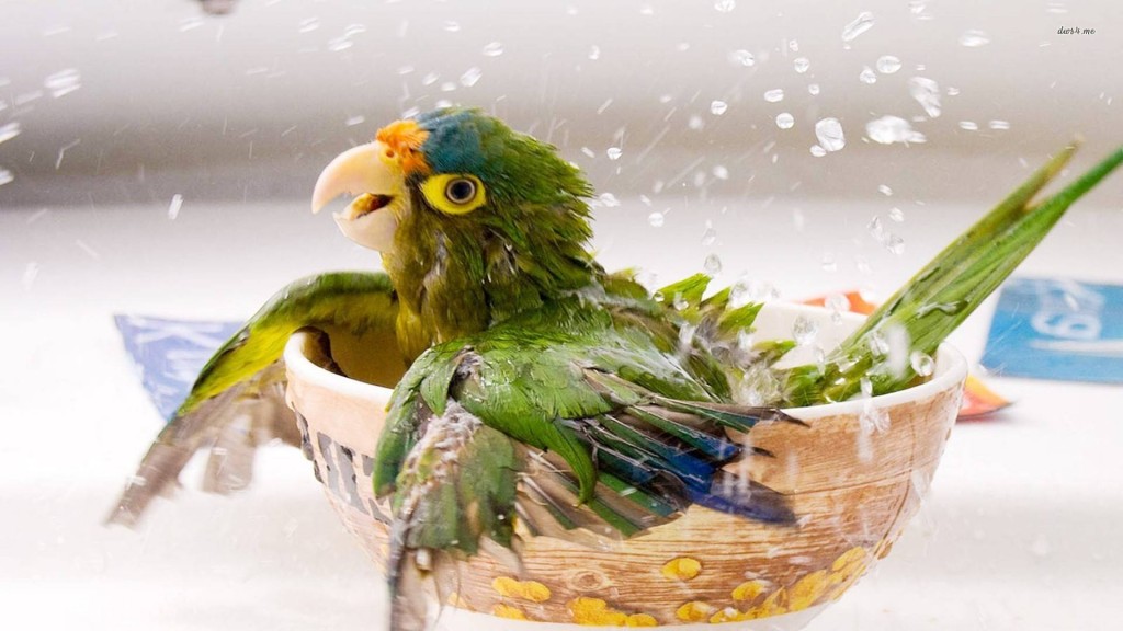 پرنده خود را حمام