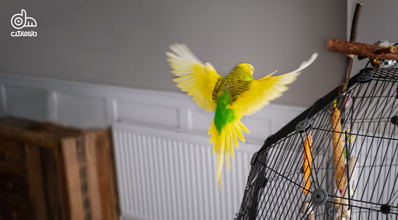 خطرات خانگی برای پرندگان