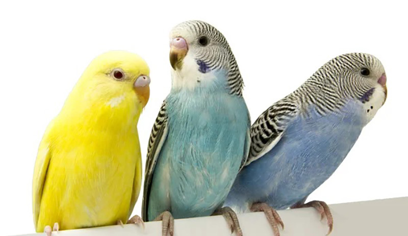 گونه‌های پرندگان