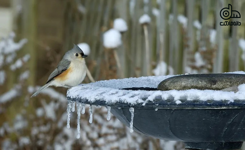 تغذیه زمستانی برای پرندگان