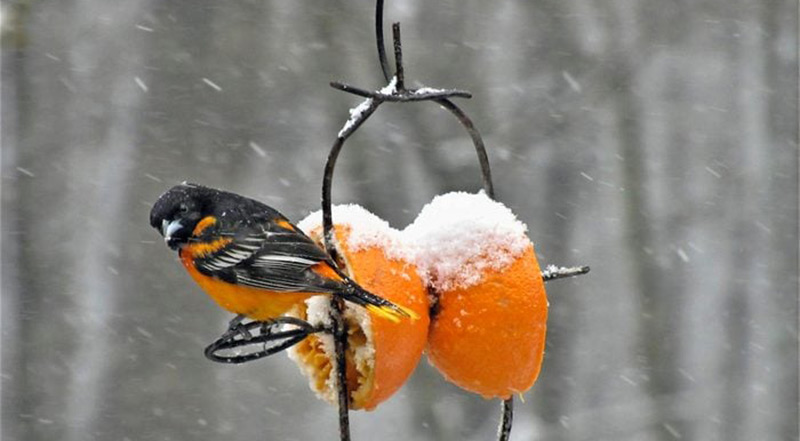 تغذیه زمستانی برای پرندگان