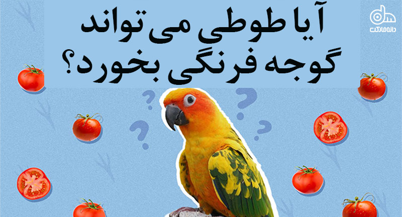 تغذیه طوطی‌ها با گوجه فرنگی