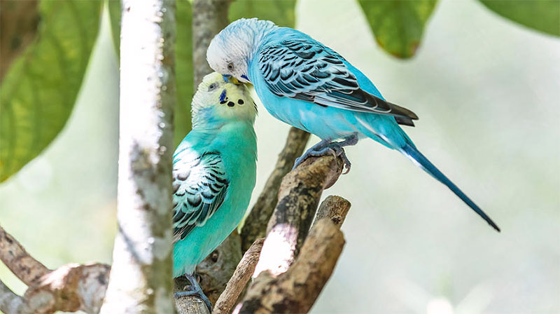 پاراکیت ها