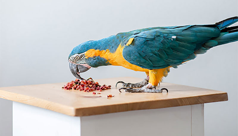 غذای منجمد پرندگان