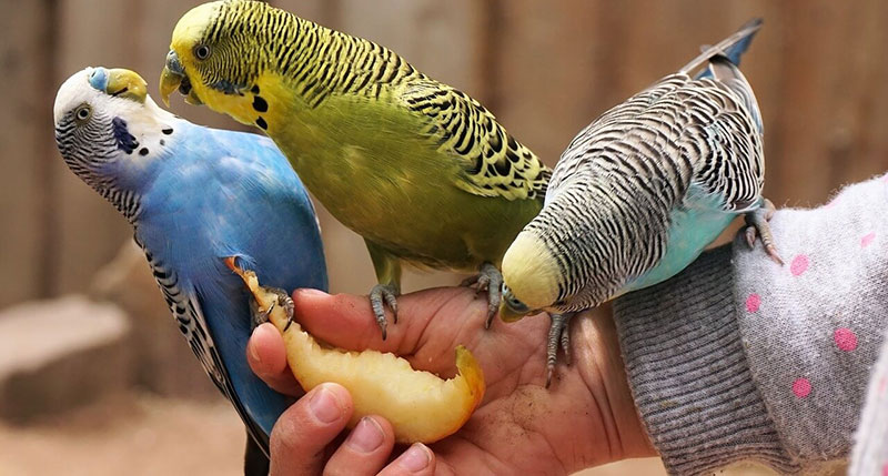 رژیم غذایی مناسب طوطیسانان