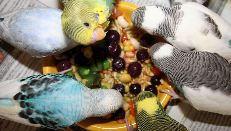 رژیم غذایی مناسب طوطیسانان