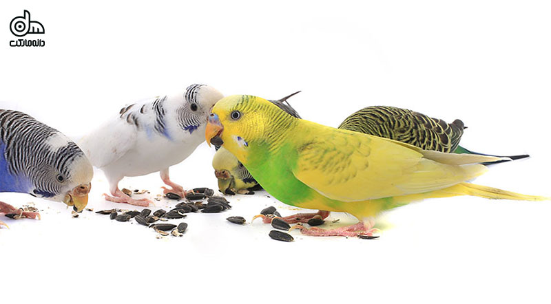 رژیم غذایی مناسب طوطیسانان