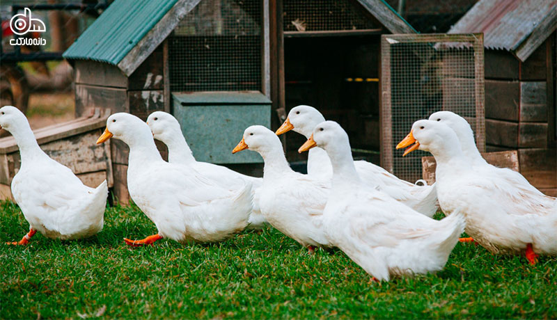 اردک ها برای