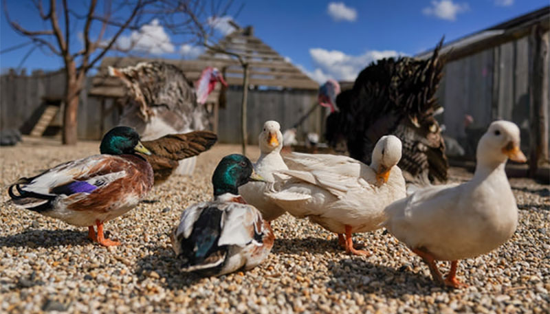 اردک ها برای