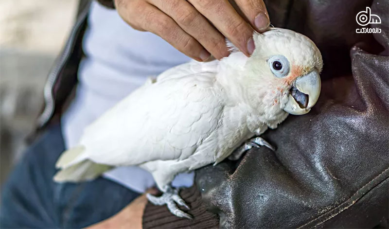 استرس در پرندگان