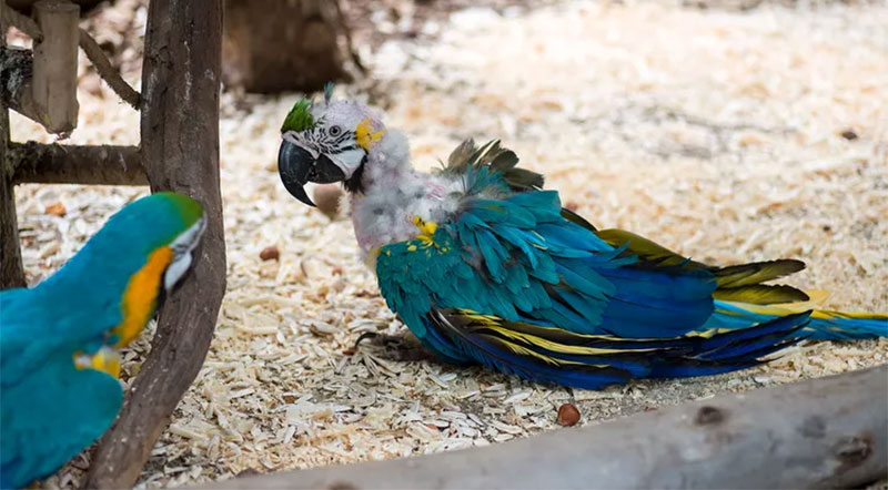 استرس در پرندگان