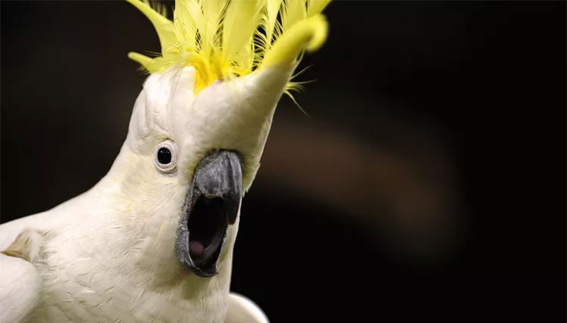 استرس در پرندگان