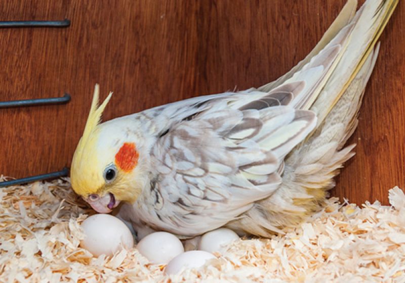 گیر کردن تخم در پرندگان