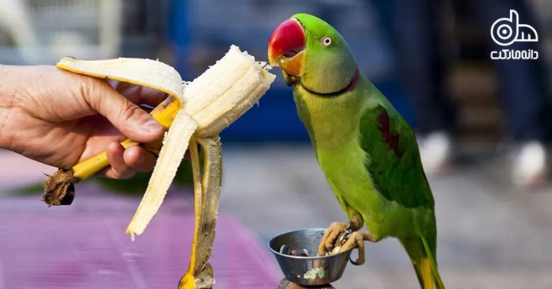 غذاهای مشترک انسان و پرندگان
