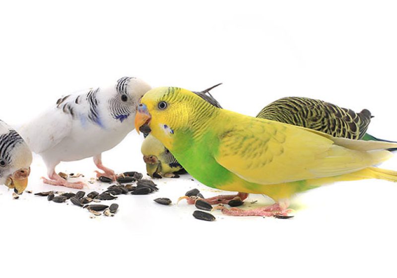 رژیم غذایی مناسب طوطیسانان