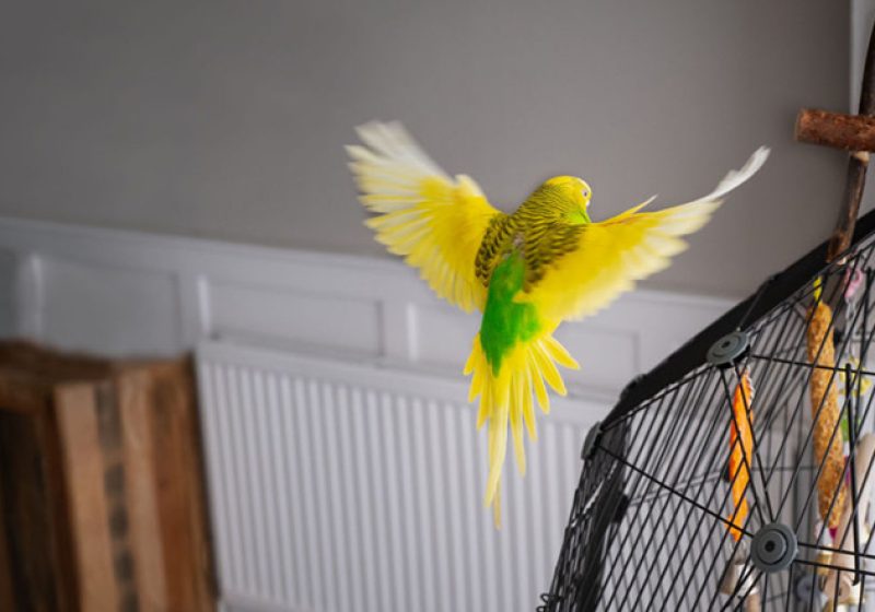خطرات خانگی برای پرندگان
