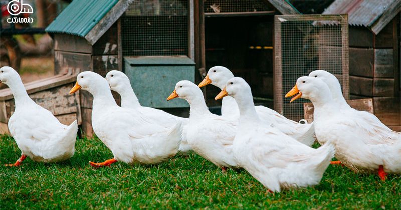 اردک ها برای