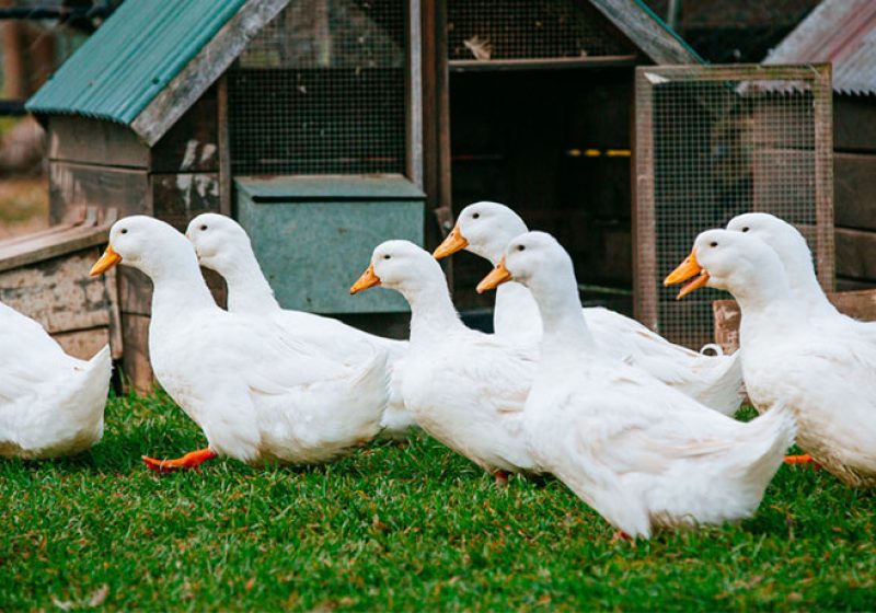 اردک ها برای