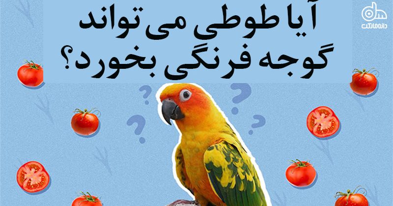 تغذیه طوطی‌ها با گوجه فرنگی