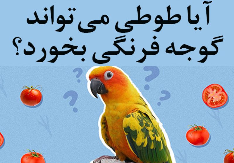 تغذیه طوطی‌ها با گوجه فرنگی