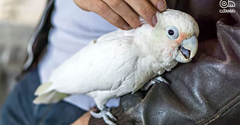 استرس در پرندگان