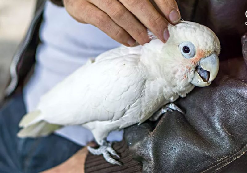 استرس در پرندگان