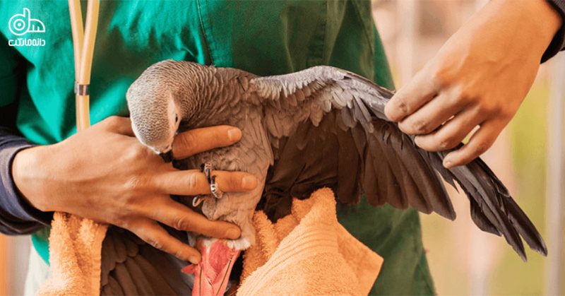 پرنده با حوله